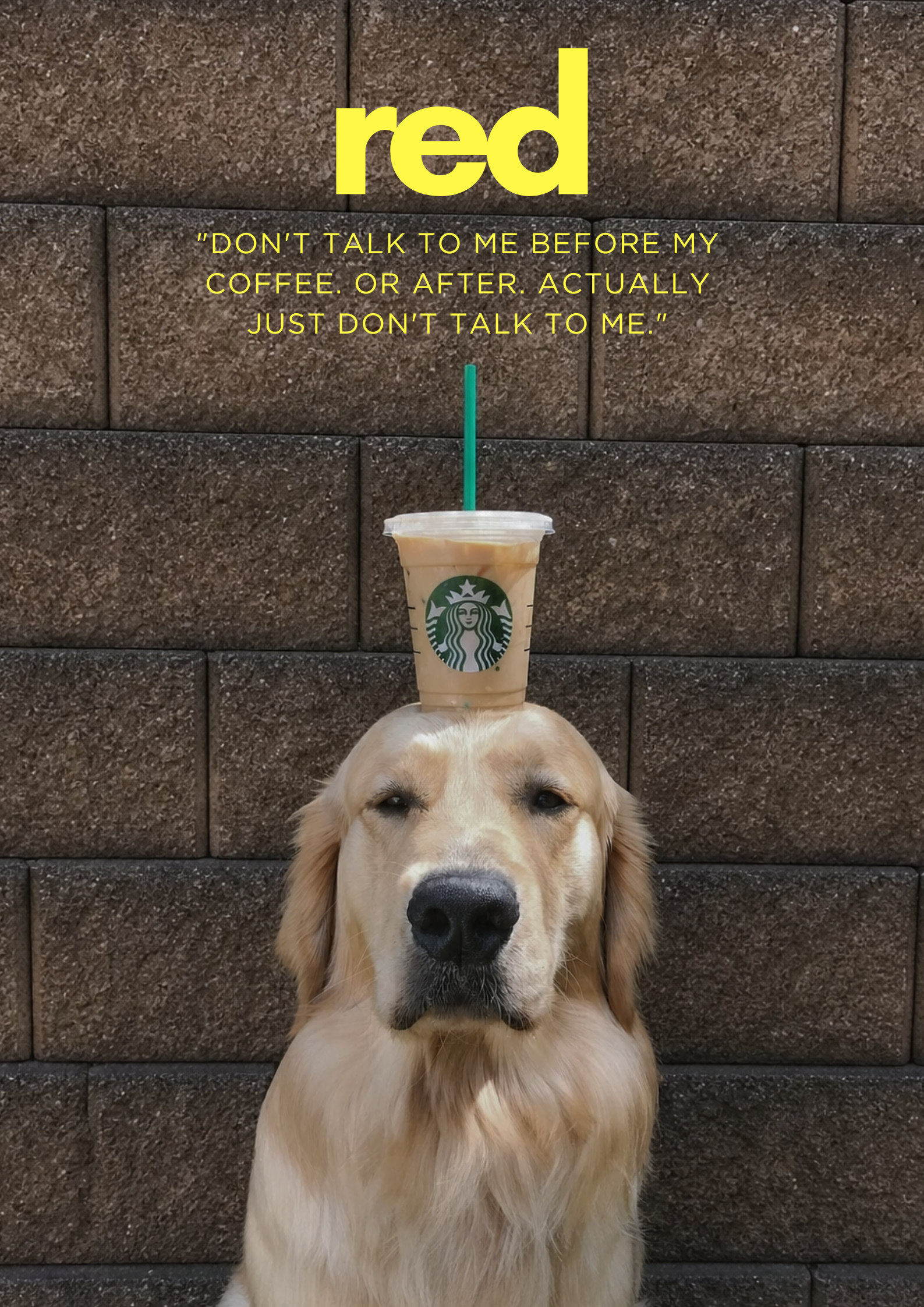 Coffee Pawlease