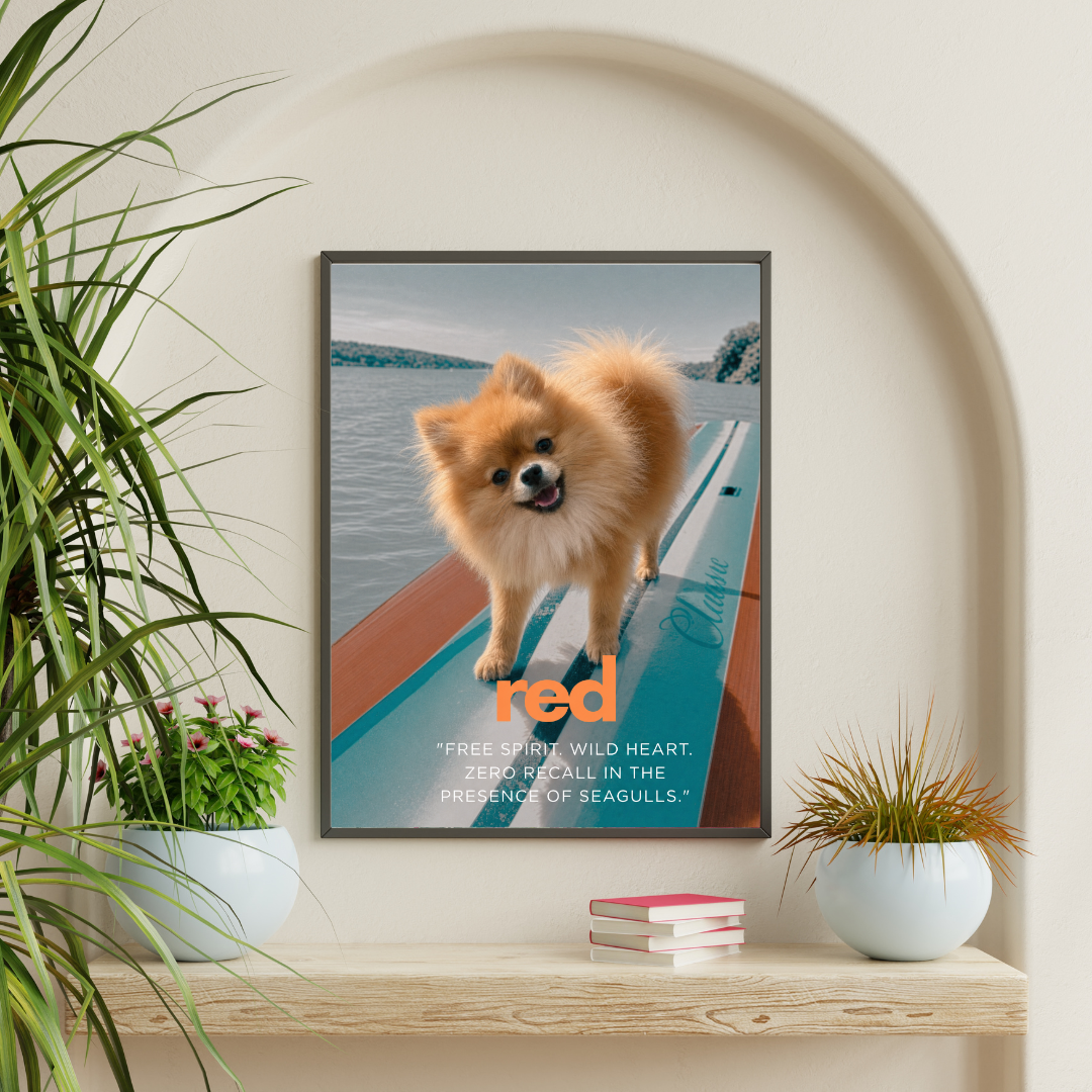Bark to the Beach