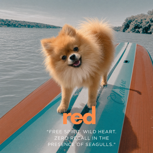Bark to the Beach